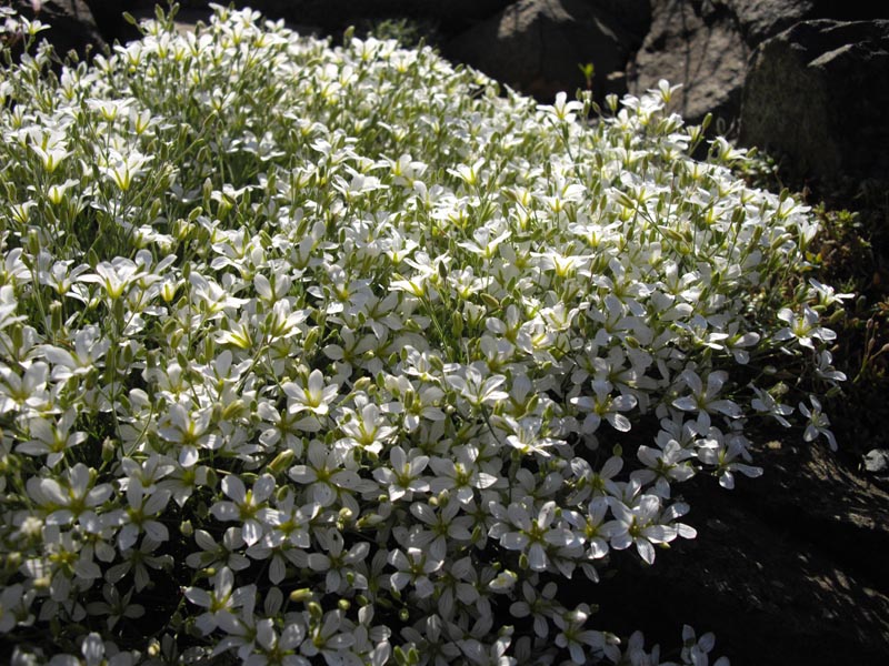 Minuartia laricifolia photo
